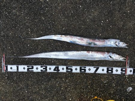 今年初太刀とサゴシ祭り